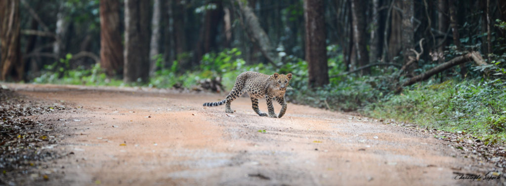 Léopard au parc de Wilpattu, Sri Lanka, Chromalight