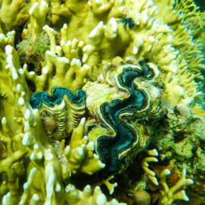 Bénitier de la mer rouge