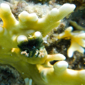 Serpulidae sur corail en mer rouge