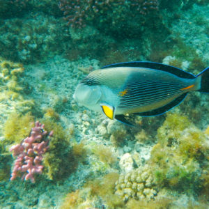 Chirurgien arabe de la mer rouge