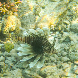 Rascasse volante de la mer rouge