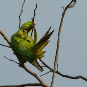 Perruche à Collier au parc d'Udawalawe