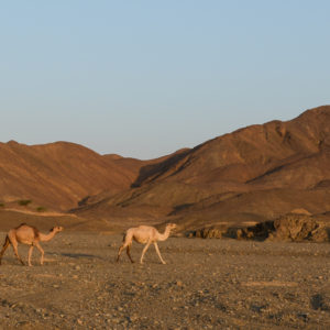 Dromadaires dans le désert entre Marsa Alam et Edfou