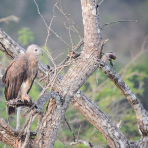 Pygargue à tête grise au parc de Wilpattu