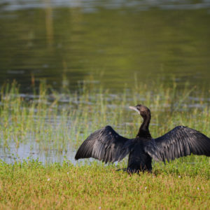 Cormoran se dorant la pilule au parc de Wilpattu