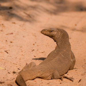 Varan se réchauffant au parc de Wilpattu