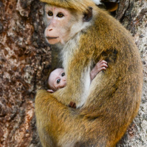 Macaque à toque et son petit au parc de Wilpattu