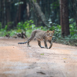 Jeune léopard au parc national de Wilpattu