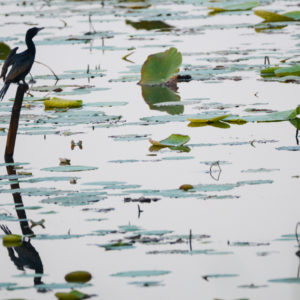 Cormoran dans les eaux troubles près de la Sigiriya