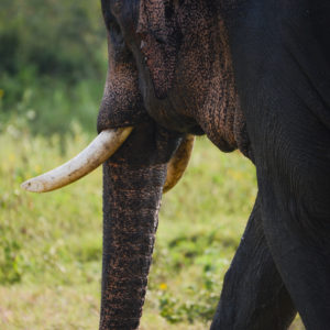 Un des rare éléphant possédant des défenses du parc de Minneriya