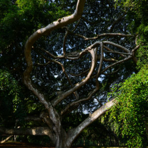 Arabesques au Royal Botanic Garden de Kandy 