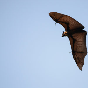 Chauve souris en plein vol au Royal Botanic Garden de Kandy