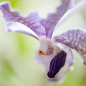 Orchidée du jardin botanique royal de Kandy