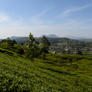 Culture du thé omniprésente à Nuwara Eliya