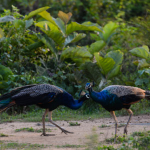 Deux paons qui se jaugent au parc d'Udawalawe