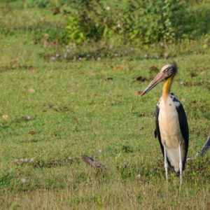 Marabout chevelu à Udawalawe