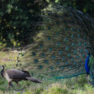 Jeu de séduction entre paon dans le parc d'Udawalawe