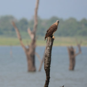 Rapace au parc d'Udawalawe