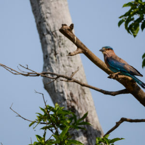 Rollier Indien dans le parc d'Udawalawe