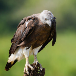 L'imposant pygargue à tête grise, parc national d'Udawalawe