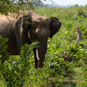 Jeune mâle éléphant et ses défenses au parc d'Udawalawe