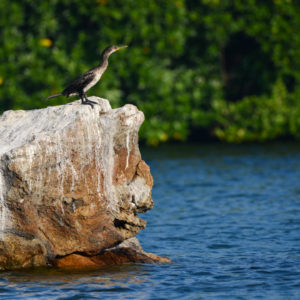 Cormoran prêt à pêcher au Koggala Lake