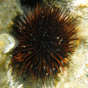 Oursin à la plage du Rupione