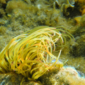 Anémone de mer à la plage du Rupione
